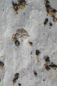 Boden der Weißen Wüste mit schwarzen Steinen und Fossil.