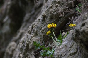 Löwenzahn an den Teufelslöchern in Jena